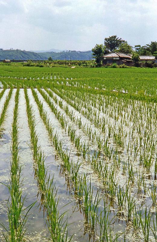 1952-3 Japan 121 Rice Just After Transplanting.jpg